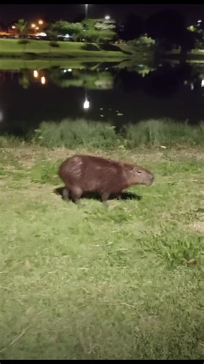 Capybara Attack Compilation
