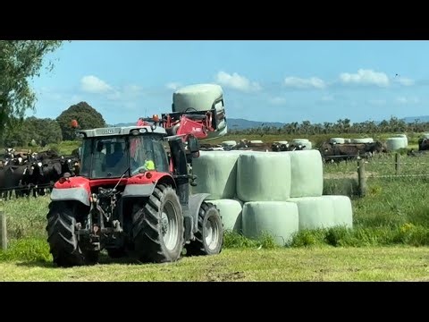 Stacking Silage, Crazy Jersey Bull Prices 