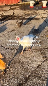 Happy Thanksgiving 🦃 May your lives be safe just like Donna’s….she survived Thanksgiving. #turkey #happythanksgiving | Sabrina Warner