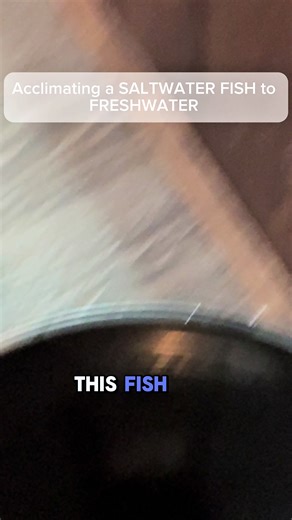 Acclimating a Mangrove Jack from Saltwater to Freshwater