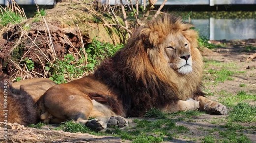 The lion, Panthera leo is one of the four big cats in the genus Panthera and a member of the family Felidae.