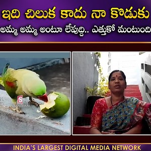 374K views · 8.2K reactions | Talking Parrot Mother Vanaja Interview Parrot Calling AMMA AMMA Siddipet SumanTv Devotional #parrots #moms #LatestUpdates #sumantvbhakti #SumantvDevotional | SumanTv Devotional | Facebook