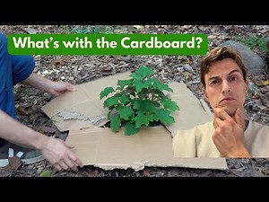 Using Cardboard to Help Shrubs & Plants Grow Better