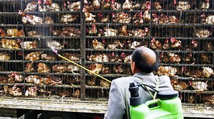 Factory Farming Is Extremely Inefficient