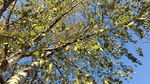 Birch Tree On Sunny Summer Day Stock Footage Video (100% Royalty-free) 3845585219 | Shutterstock