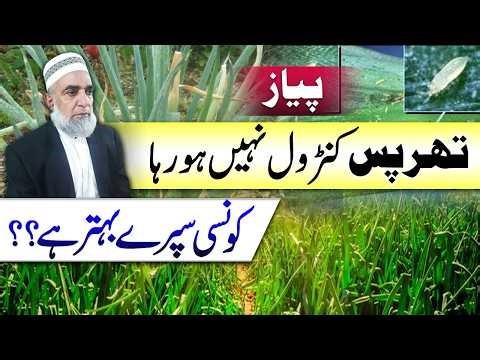 How to control Thrips from Onion crop || Crop Reformer