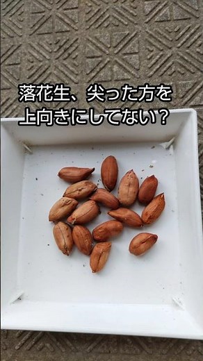 #1落花生の種まき、その向きで大丈夫？
