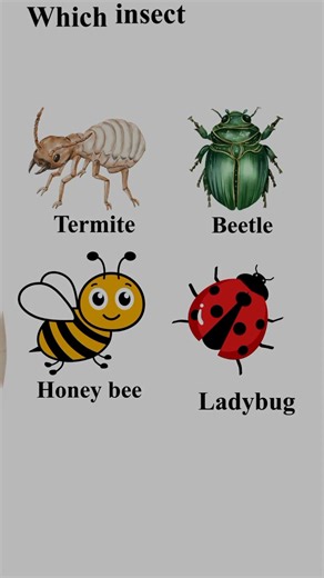 “Only 1% Can Guess These Insects"