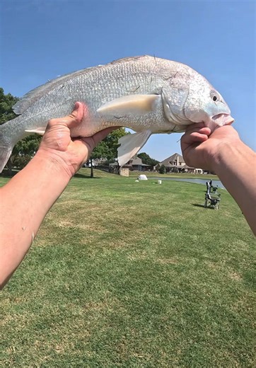 Discover the Most Underrated Fish in Ponds