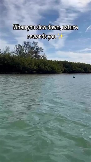 Clear Kayak Tours of Shell Key on TikTok