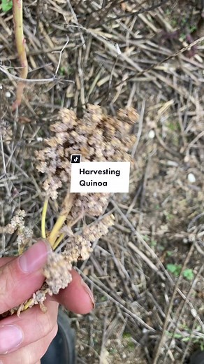 Harvesting Quinoa: A Farmer's Journey