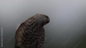 Bird of prey Eurasian sparrowhawk, Accipiter nisus, sitting on spruce tree during rain in the forest. Bird in the green habitat. Sparrowhawk in the rainy wood in the nature, Slovakia, Europe wildlife.