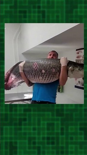 Meet the Arapaima: World's Largest Freshwater Fish #shorts #tamil #tamilvoiceover #twinfacts