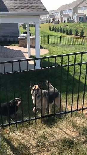 Pet Friendly Aluminum Fence. American Made, Professional Grade.