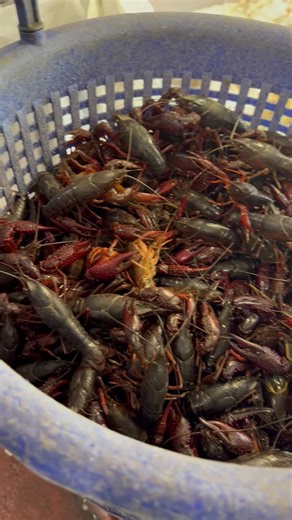 12K views · 73 reactions | Live crawfish are back in stock! $9.99/lb live or $11.99/lb steamed. Call 410-882-1515 to order or online | Conrad's Crabs & Seafood Market -Parkville, MD | Facebook