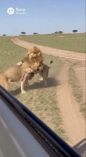 Who is the king? Brutal LION FIGHT! Two Dominant Males Battle for Territory.