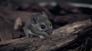 Rat Stock Footage: Royalty-Free Video Clips - Storyblocks