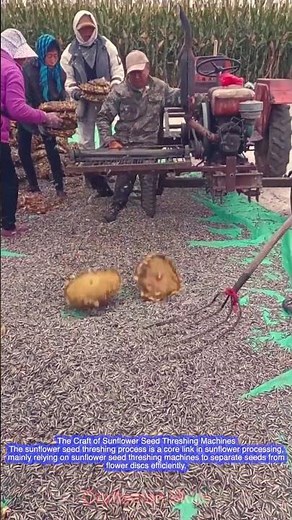 Knowledge of Homemade Sunflower Seed Threshing Tool Operation