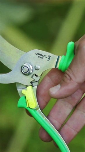 The Opinel pruning shears in the heart of the garden
