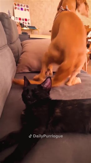 Funniest Cats on TikTok Compilation