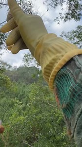 509 reactions · 38 comments | Tổ cắt lá cuối mùa giải ☺️ | Gia Nguyen | Facebook