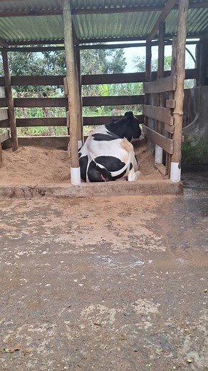 Cute Cow Videos Compilation | Funny Cows Dancing on TikTok