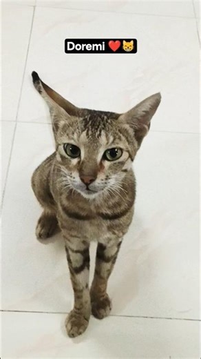 doremi the mommy cat ❤️😸 #cutepet # Olivia ki mummy