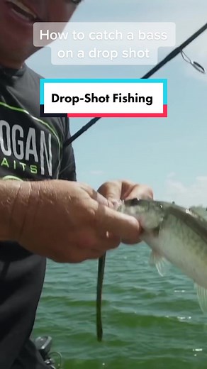 How to Catch a Bass on a Drop Shot