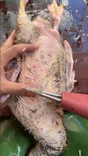 Electric chicken/duck plucker — Small Tool, Huge Difference