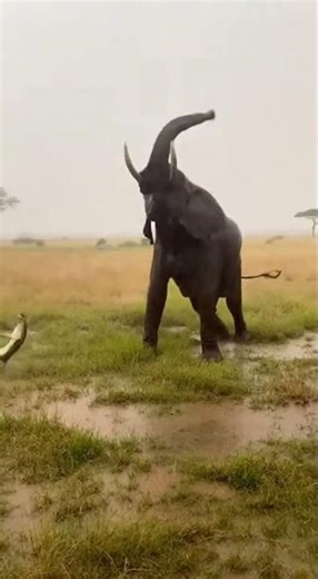Spectacular Scene Of Elephant Swinging Lizard Away