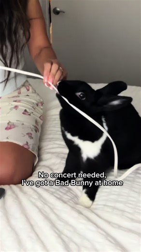She’s a Bad Bunny 🙊 #rabbit #cuteanimals #comedy #petmom #badbunny | rabbit