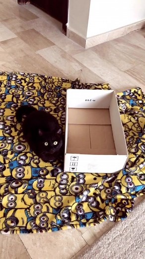 DIY Cat Bed Tutorial: Making a Cozy Resting Spot for Your Furry Friends