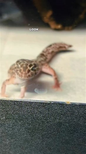 3.9K views · 2.7K reactions | On Saturday I moved 12 of the most special needs geckos in my care to the new reptile room. It was a LONG day, but here Aemma is showing she has settled in the best so far! I’m keeping a close eye on a couple geckos who had a harder time with the move (Rhaego, Melisandre, & Rhaenys). I’m glad it’s all over. There are still 18 animals (out of 80+) left to move, but we are in the final stretch! #gecko #pets #reptile | Jessica's Animal Friends | Facebook