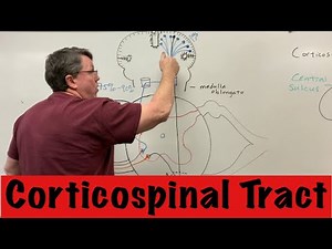 Corticospinal tract