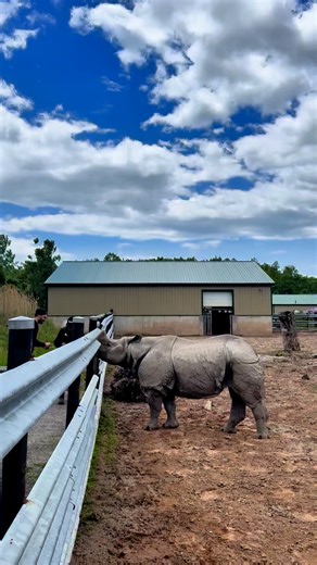 It’s World Rhino Day! 🦏 As an accredited zoological park by CAZA and ZAA, Safari Niagara is proud to be a contributor to global rhinoceros’ conservation, through both our educational programming highlighting the struggles and successes of rhinos in the wild, along with supporting organizations such as the International Rhino Foundation (IRF) and American Institute of Rhinoceros Science (AIRS). There are 5 species of rhinoceros left on the planet, 2 African and 3 Asian, and with less than 28,000