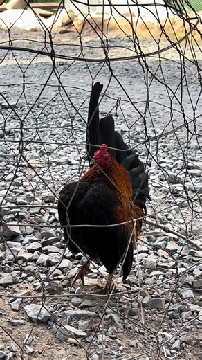 Exploring Gà Serama: The Unique Vietnamese Chicken Breed