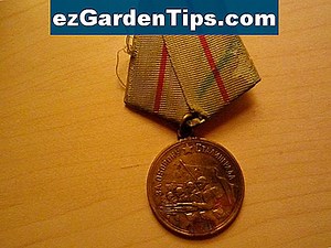 Wie man einen russischen Olivenbaum beschneidet 🌱 Tipps Gärtner - De.ezGardenTips.com