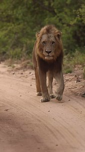 3.8K views · 10K reactions | That lion on the right has a look in hi eyes - a look I have seen only once before…. For me this remains one of the ultimate wildlife sighting on a safari - spending time with male Lions there is just not quite something like this. #wildlifesafari #africansafari #safari #africanwildlife #safariexperience #wildlifeofafrica #wildlifephotographer #africansafari #lion #krugernationalpark #morefamilycollection #lionsandsgamereserve | Francois Fourie | Facebook