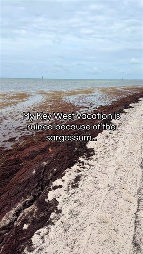 While some beaches may have seaweed, the sandbars are still serving crystal-clear water, white sand, and island paradise vibes. ☀️🌊 Don't let one beach photo fool you, there's a lot more to Key West than the shoreline. #keywest #keywestflorida #thefloridakeys #floridakeys #keywestlife