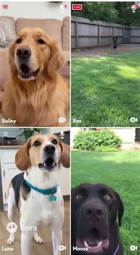 Dog Zoom Call Chaos—Who Let the Dogs in the Meeting?! #dogzoom #virtualdogs #virtualpets #dogshorts