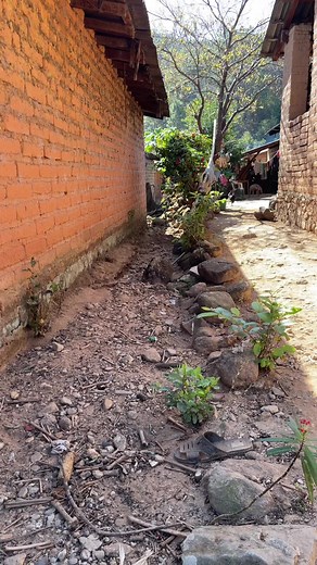 Exploring a Rustic Pathway in a Semi-Rural Area