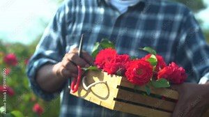 Lifestyle Asian aged owner cut rose flowers for selling, retirement man walking in garden planting cultivation happy with product, Multi-ethnicity elderly with beard trimming rotten roses in farm