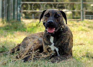 Dog 'Drops Out' of Service Dog School but Lands an Even More Fitting Role