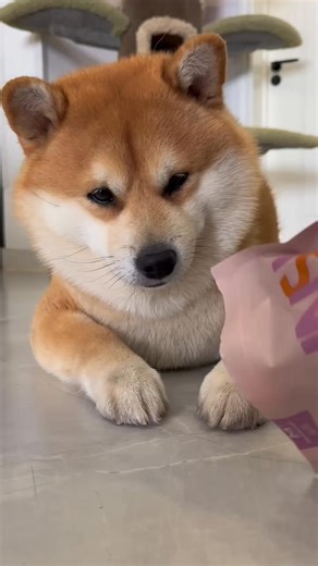 84.Soft apple wrapped in duck meat, nutritious, delicious and less irritating. The dog eats it so deliciously that it makes me want to eat it.#fbreels #viral #fypシ #fyp #love #foryou #trending | Isabel Cooper