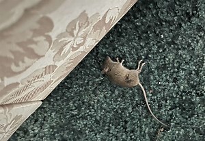 Rodent-infested flat like 'living in the Victorian age'