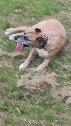 Chuggington post workout