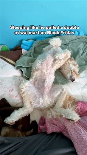 Jude right after he quit his job 🤣😂 #workingdog #funnydog #sleepydog #doglife #doodlelife | This Mudder Fluffer