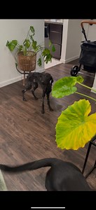 1.2M views · 47K reactions | Animal advocacy is such rollercoaster—...