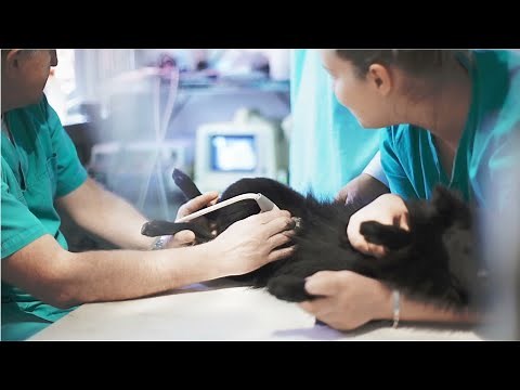 Veterinary Assistants and Laboratory Animal Caretakers Career Video