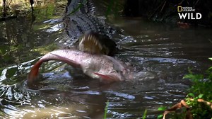 480K views · 1.2K shares | Le crocodile américain, tout comme son cousin le crocodile marin, peut atteindre les six mètres de long. Ce dernier, de constitution plus robuste, peut en revanche atteindre la tonne quand le crocodile américain atteint en moyenne les 450 kilos. | Nat Geo Wild France | Facebook